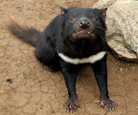The Tasmanian Devil has a Bite That Can Do Serious Damage