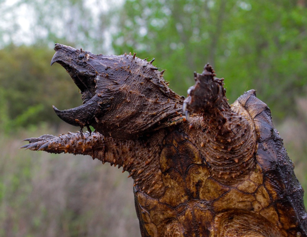 Alligator Snapping Turtle 