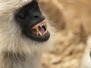 langur monkey kill born